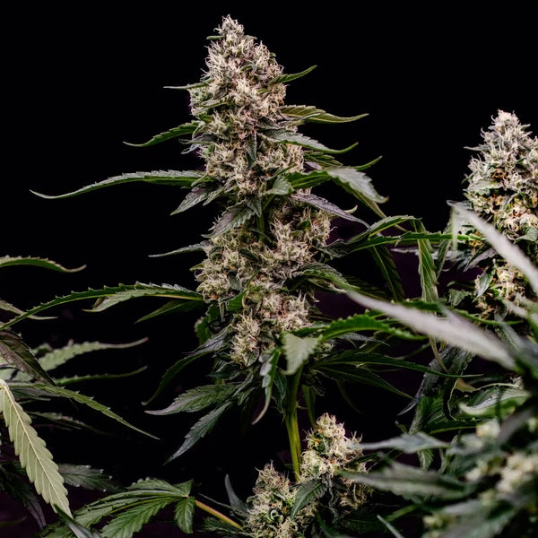 Orbital Banana F1 Seeds 3 Pack