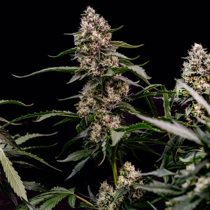Orbital Banana F1 Seeds 3 Pack