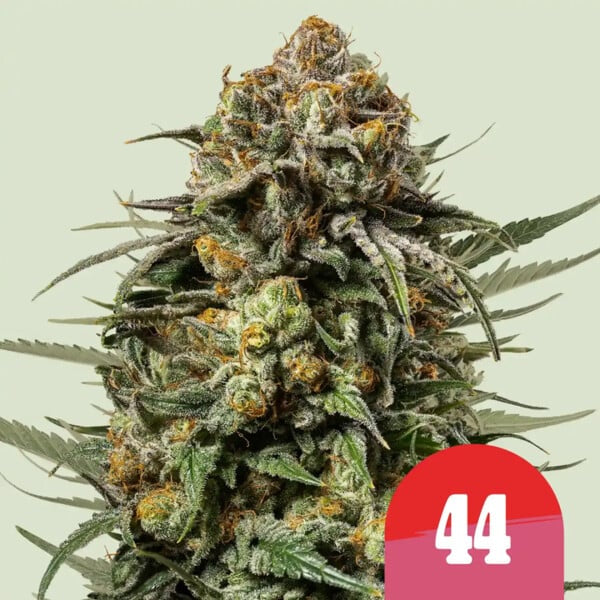 Gelato 44 Seeds 3 Pack
