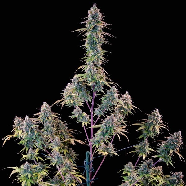 Gelato 44 Seeds 3 Pack