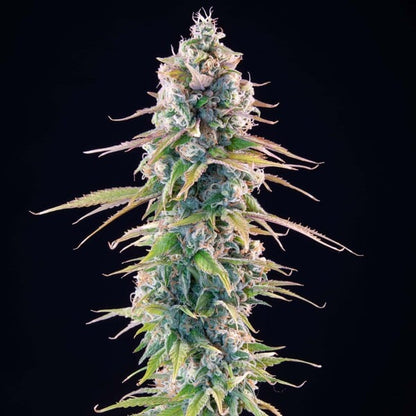 Gelato 44 Seeds 3 Pack