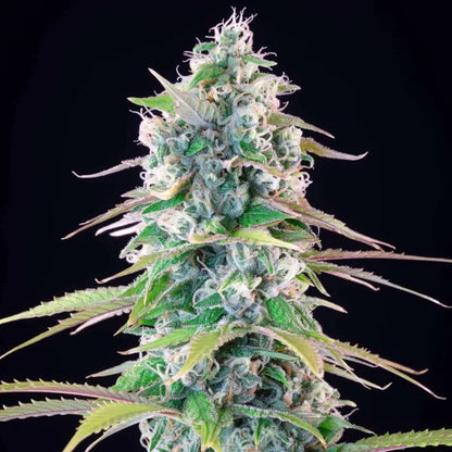 Gelato 44 Seeds 3 Pack