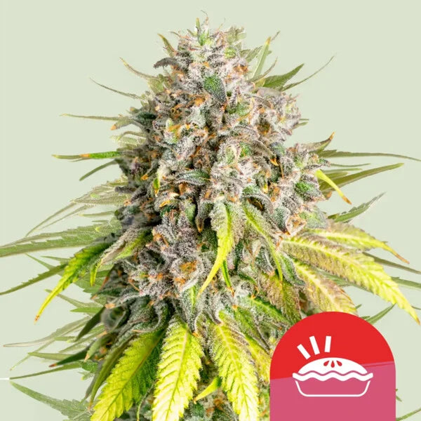 Punch Pie Seeds 3 Pack