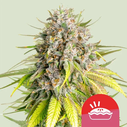Punch Pie Seeds 3 Pack