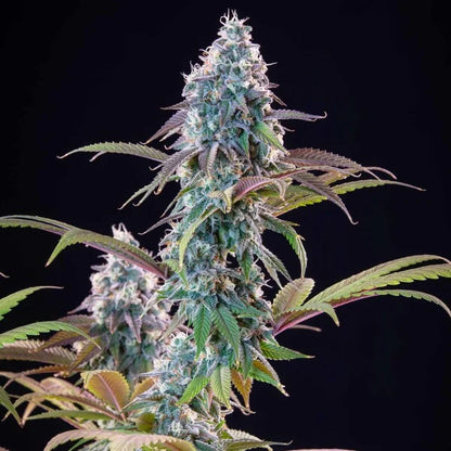 Punch Pie Seeds 3 Pack