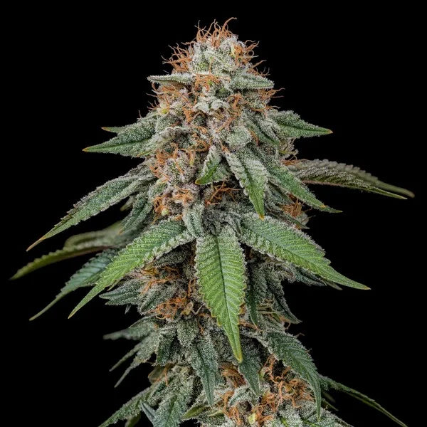 Amnesia Haze Seeds 3 Pack