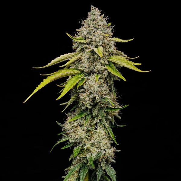 Amnesia Haze Seeds 3 Pack