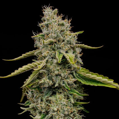 Amnesia Haze Seeds 3 Pack