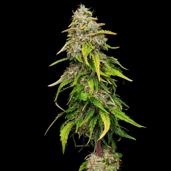 Amnesia Haze Seeds 3 Pack