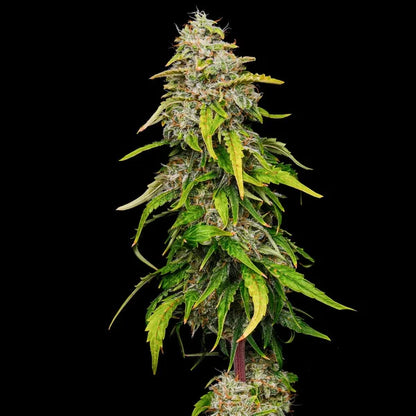 Amnesia Haze Seeds 3 Pack