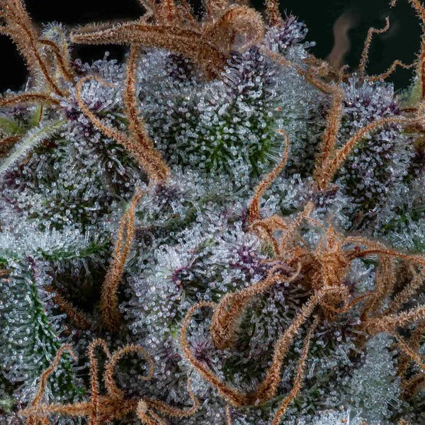 Amnesia Haze Seeds 3 Pack