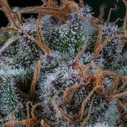 Amnesia Haze Seeds 3 Pack