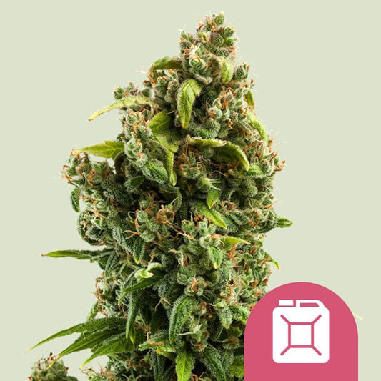 Sour Diesel Seeds 3 Pack