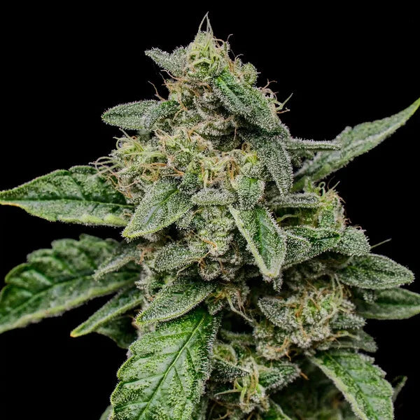Sour Diesel Seeds 3 Pack
