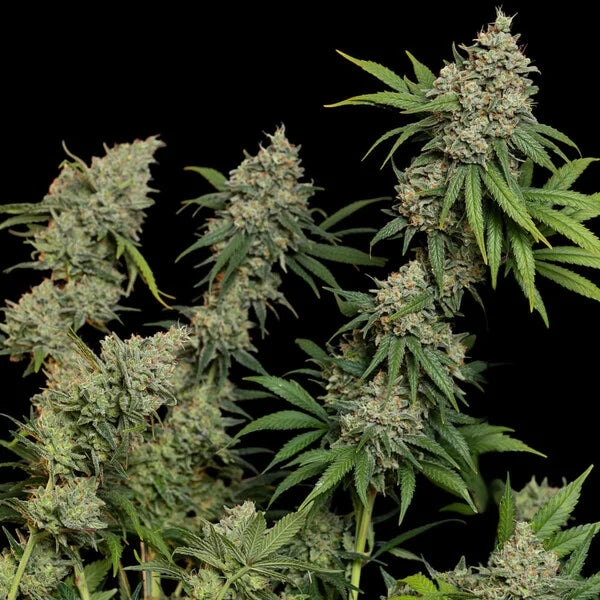 Sour Diesel Seeds 3 Pack