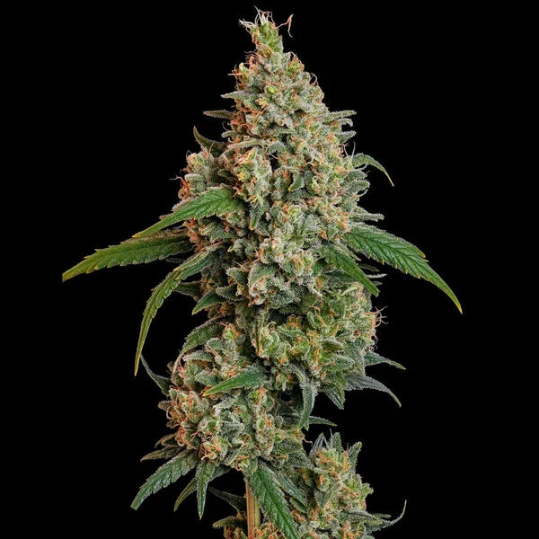 Sour Diesel Seeds 3 Pack