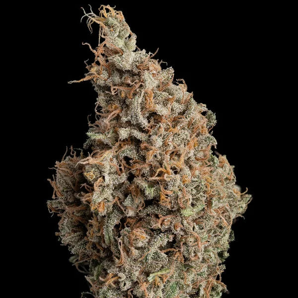 Sour Diesel Seeds 3 Pack