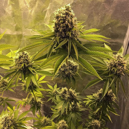 Sour Diesel Seeds 3 Pack