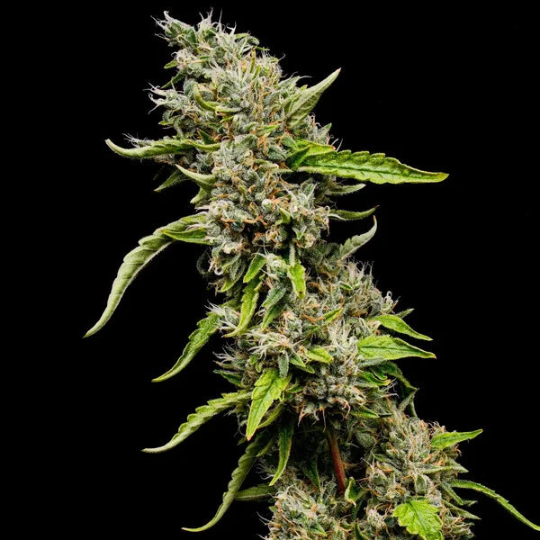 Sour Diesel Seeds 3 Pack