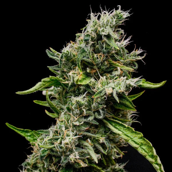 Sour Diesel Seeds 3 Pack