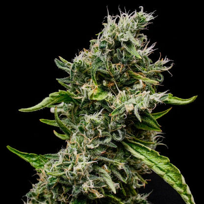 Sour Diesel Seeds 3 Pack
