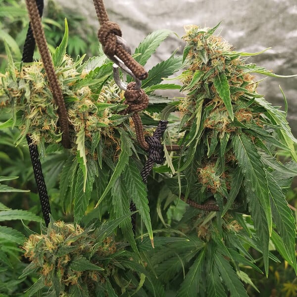 HulkBerry Seeds 3 Pack