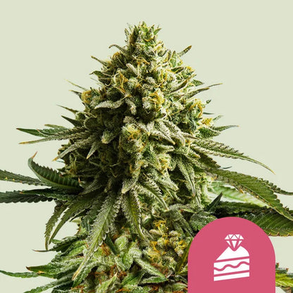 Wedding Gelato Seeds 3 Pack