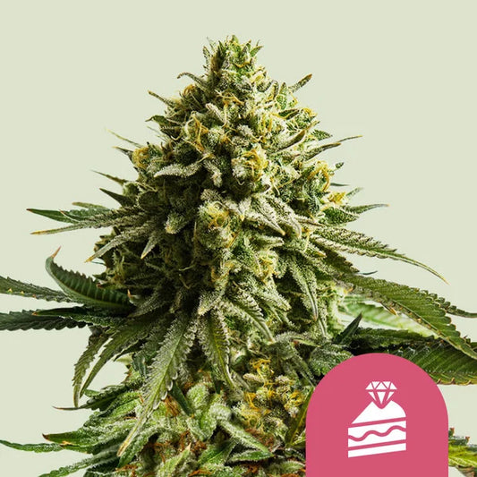 Wedding Gelato Seeds 3 Pack