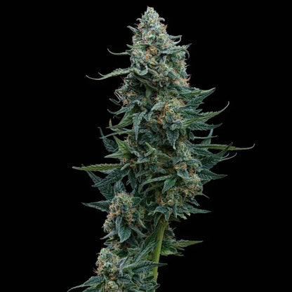 Wedding Gelato Seeds 3 Pack