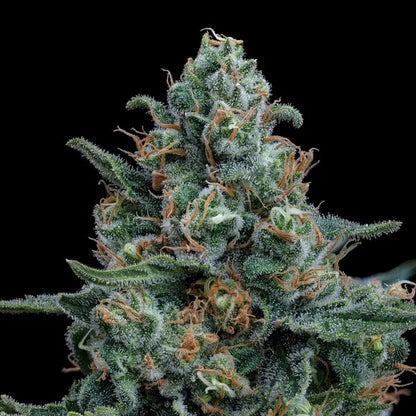 Wedding Gelato Seeds 3 Pack