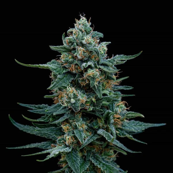 Wedding Gelato Seeds 3 Pack