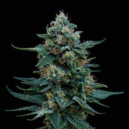 Wedding Gelato Seeds 3 Pack