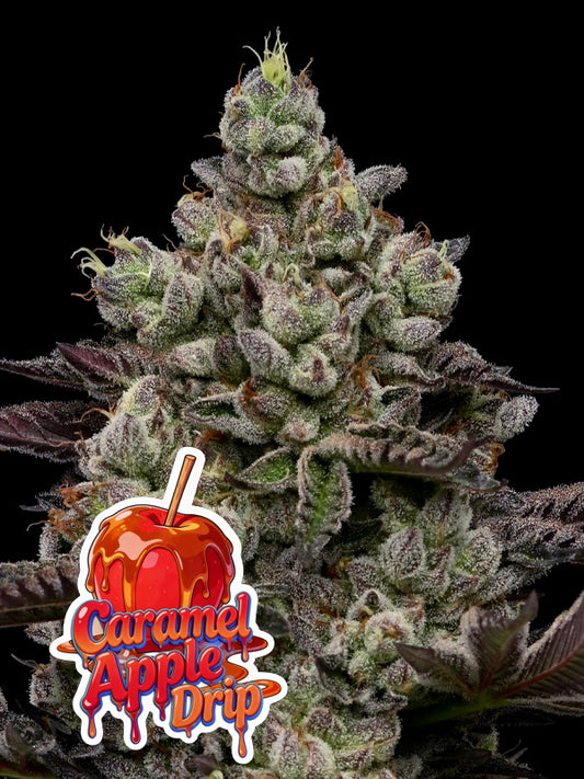 Caramel Apple Drip